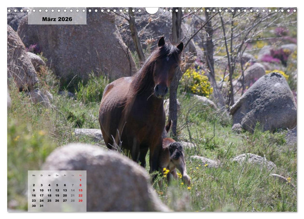 Nordportugal - Heimat der letzten wilden Pferde (CALVENDO Wandkalender 2026)