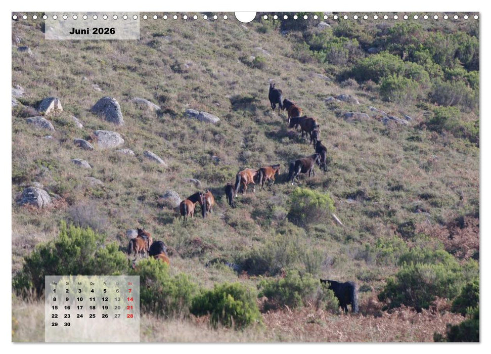 Nordportugal - Heimat der letzten wilden Pferde (CALVENDO Wandkalender 2026)