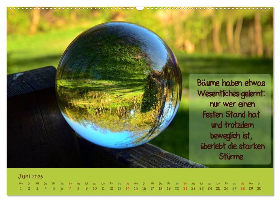 Wunderbare Waldkugeln (CALVENDO Premium Wandkalender 2026)