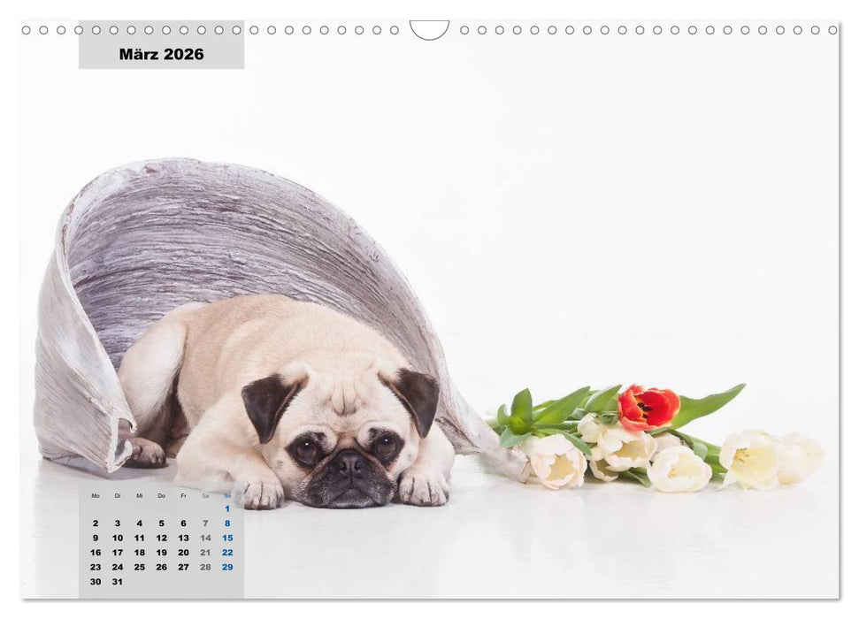 Lillie Mopsgetier - mopsfidel durchs Jahr (CALVENDO Wandkalender 2026)