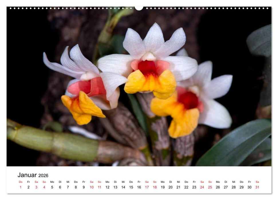 Vielfalt der Orchideen (CALVENDO Wandkalender 2026)