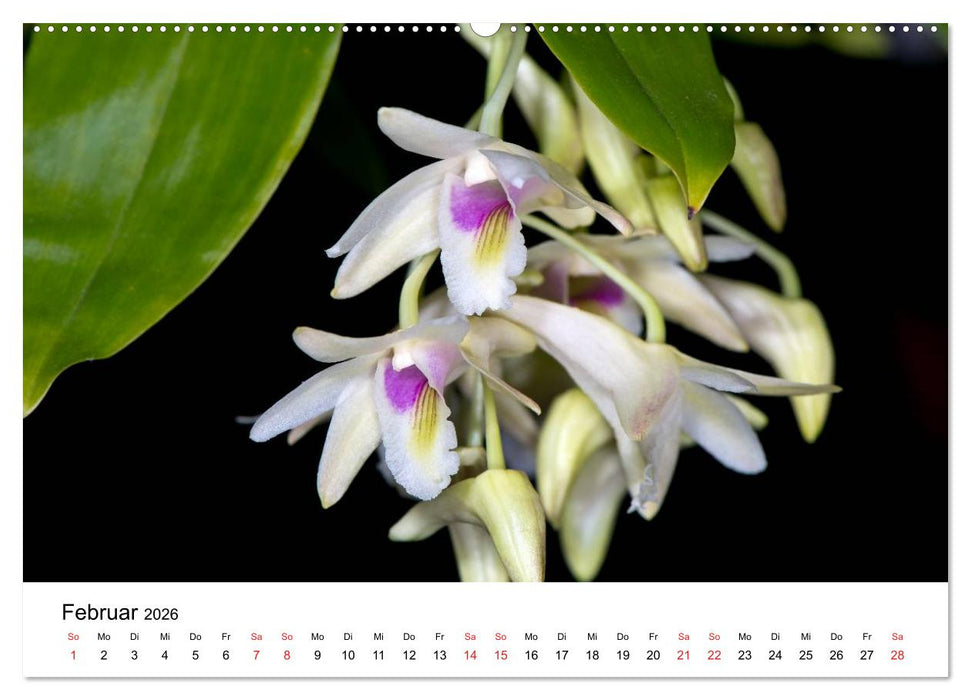 Vielfalt der Orchideen (CALVENDO Wandkalender 2026)
