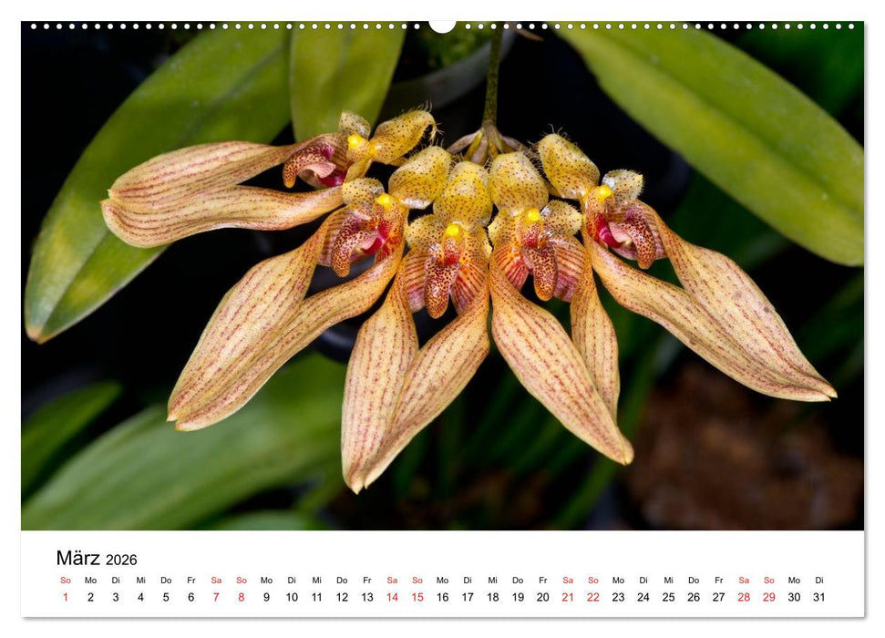 Vielfalt der Orchideen (CALVENDO Wandkalender 2026)