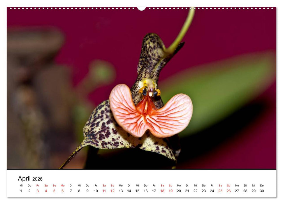 Vielfalt der Orchideen (CALVENDO Wandkalender 2026)