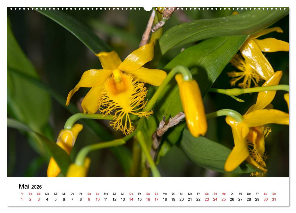 Vielfalt der Orchideen (CALVENDO Wandkalender 2026)