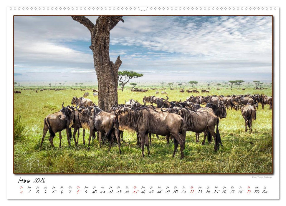 Abenteuer Masai Mara (CALVENDO Premium Wandkalender 2026)