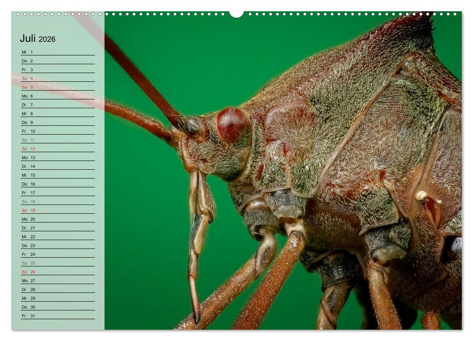 Die geheimnisvolle Welt der Insekten (CALVENDO Premium Wandkalender 2026)