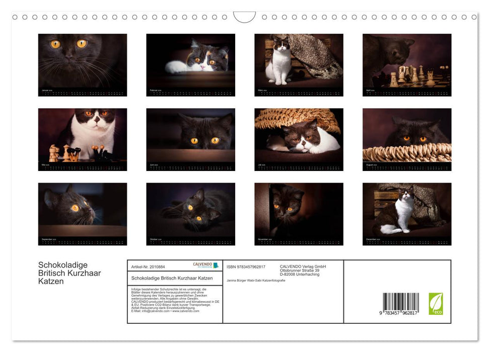 Schokoladige Britisch Kurzhaar Katzen (CALVENDO Wandkalender 2026)