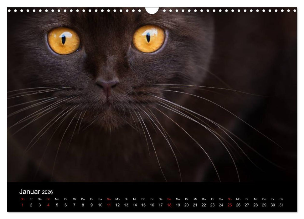 Schokoladige Britisch Kurzhaar Katzen (CALVENDO Wandkalender 2026)