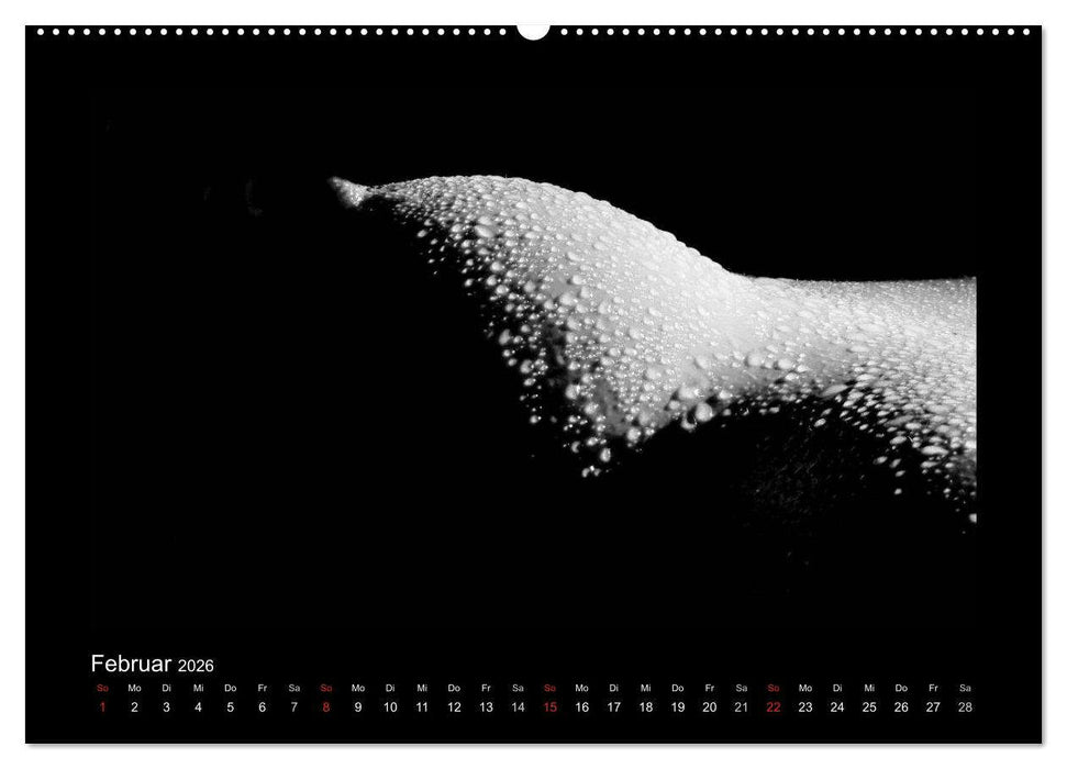 Erotische Körper (CALVENDO Wandkalender 2026)