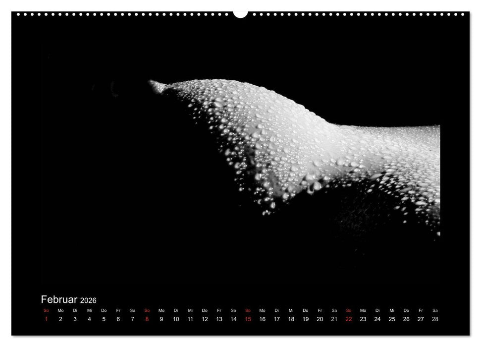 Erotische Körper (CALVENDO Premium Wandkalender 2026)