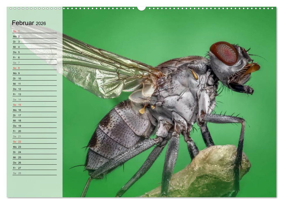 Die geheimnisvolle Welt der Insekten (CALVENDO Wandkalender 2026)