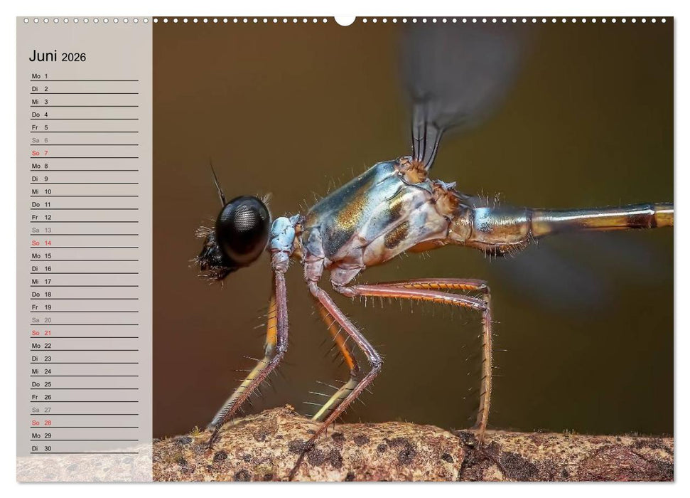 Die geheimnisvolle Welt der Insekten (CALVENDO Wandkalender 2026)