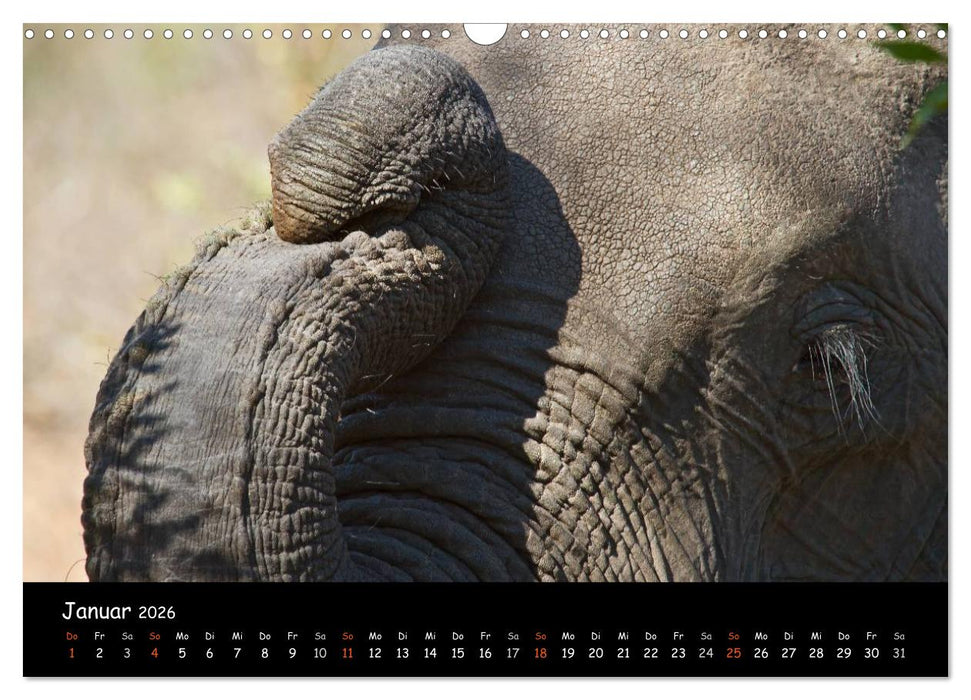 Elefanten des südlichen Afrikas (CALVENDO Wandkalender 2026)