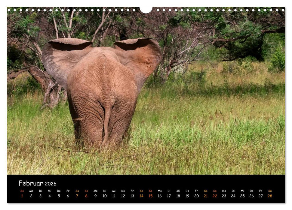 Elefanten des südlichen Afrikas (CALVENDO Wandkalender 2026)