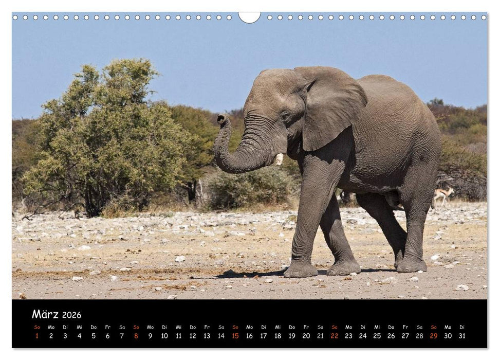Elefanten des südlichen Afrikas (CALVENDO Wandkalender 2026)