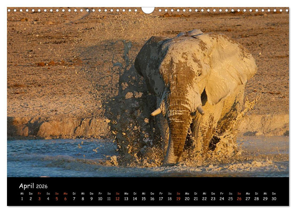 Elefanten des südlichen Afrikas (CALVENDO Wandkalender 2026)
