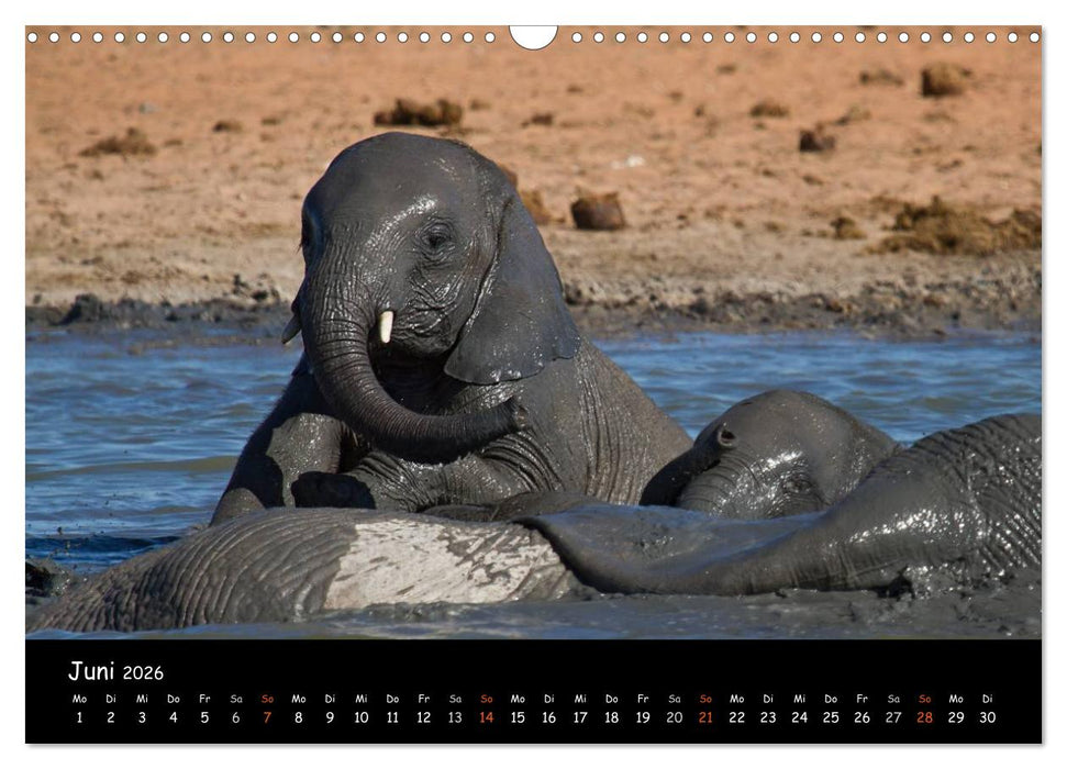 Elefanten des südlichen Afrikas (CALVENDO Wandkalender 2026)