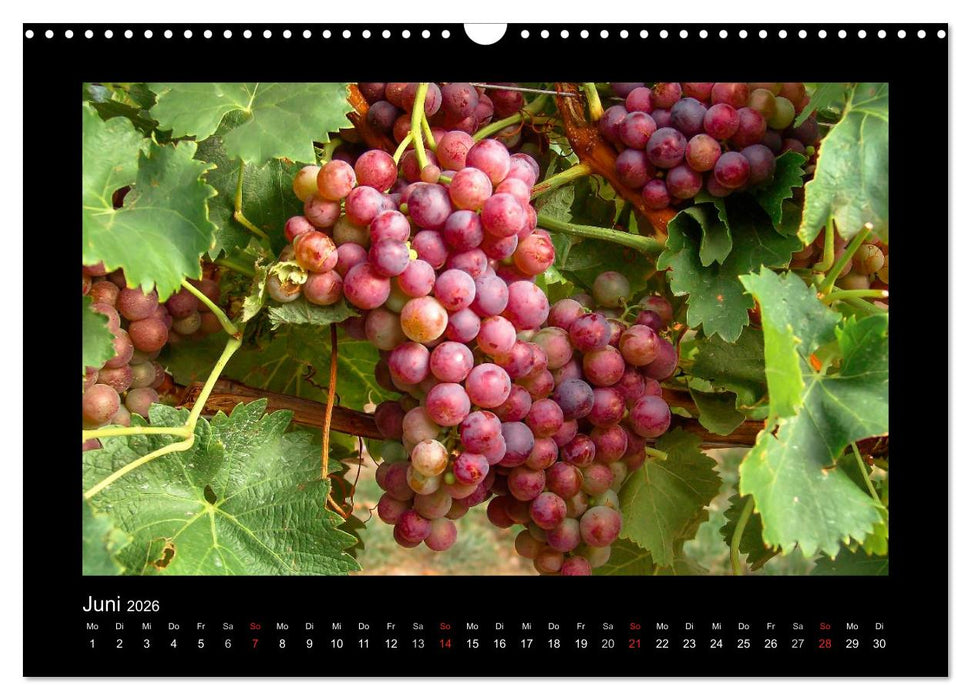 Wein - Reben, Wingerte und historische Weinkeller (CALVENDO Wandkalender 2026)