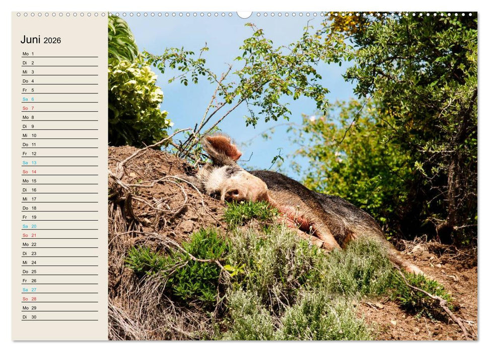 Korsika 2026 (CALVENDO Premium Wandkalender 2026)