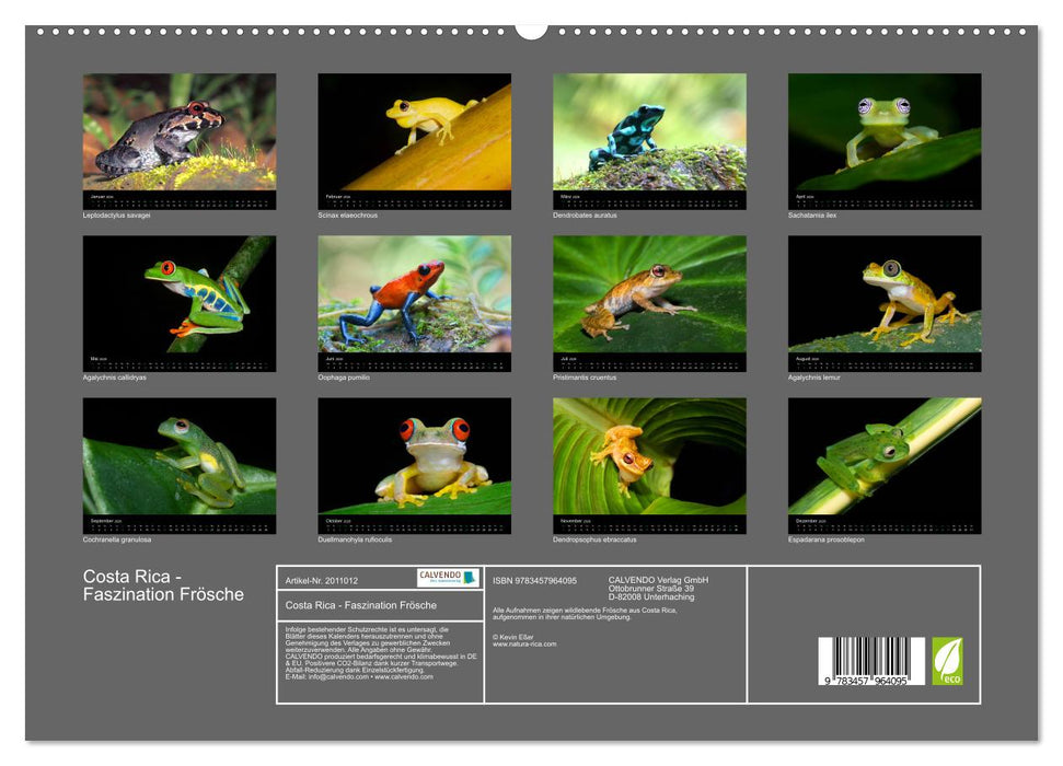 Costa Rica - Faszination Frösche (CALVENDO Premium Wandkalender 2026)