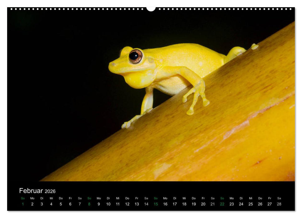 Costa Rica - Faszination Frösche (CALVENDO Premium Wandkalender 2026)