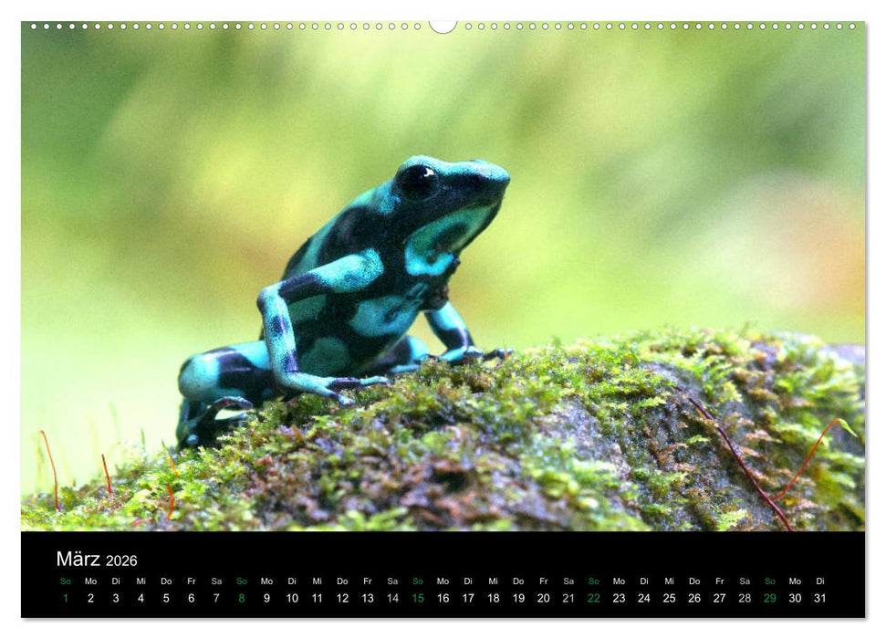 Costa Rica - Faszination Frösche (CALVENDO Premium Wandkalender 2026)