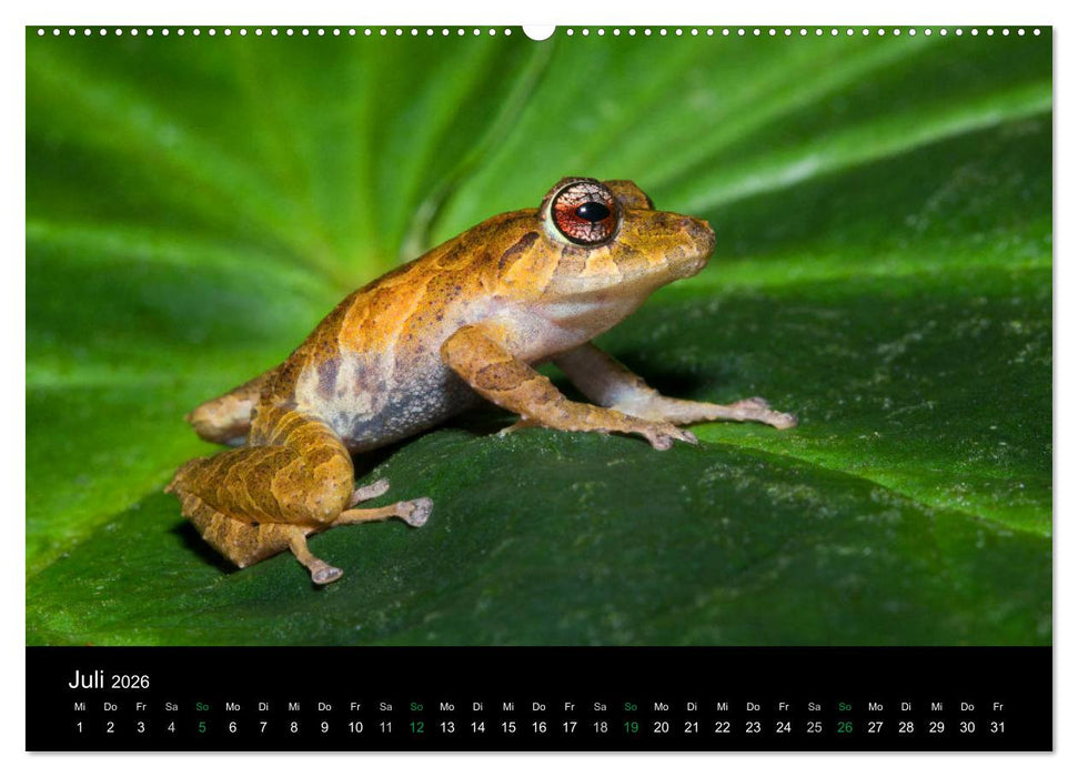 Costa Rica - Faszination Frösche (CALVENDO Premium Wandkalender 2026)