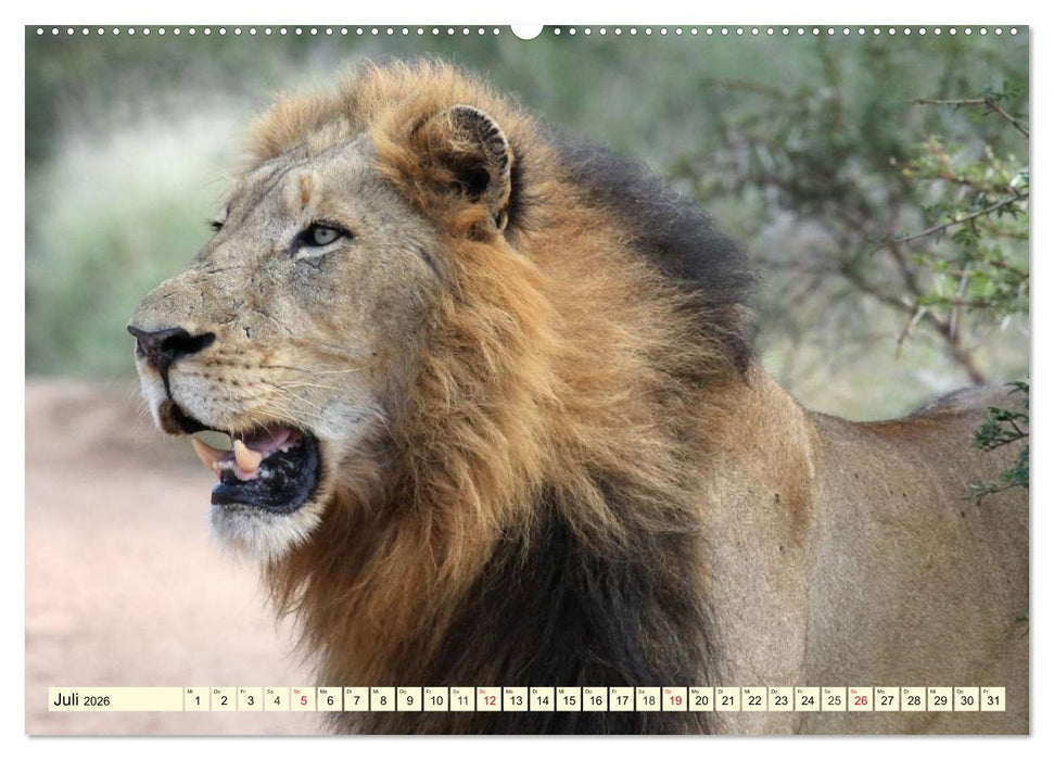 Wildes Leben in Botswana (CALVENDO Premium Wandkalender 2026)