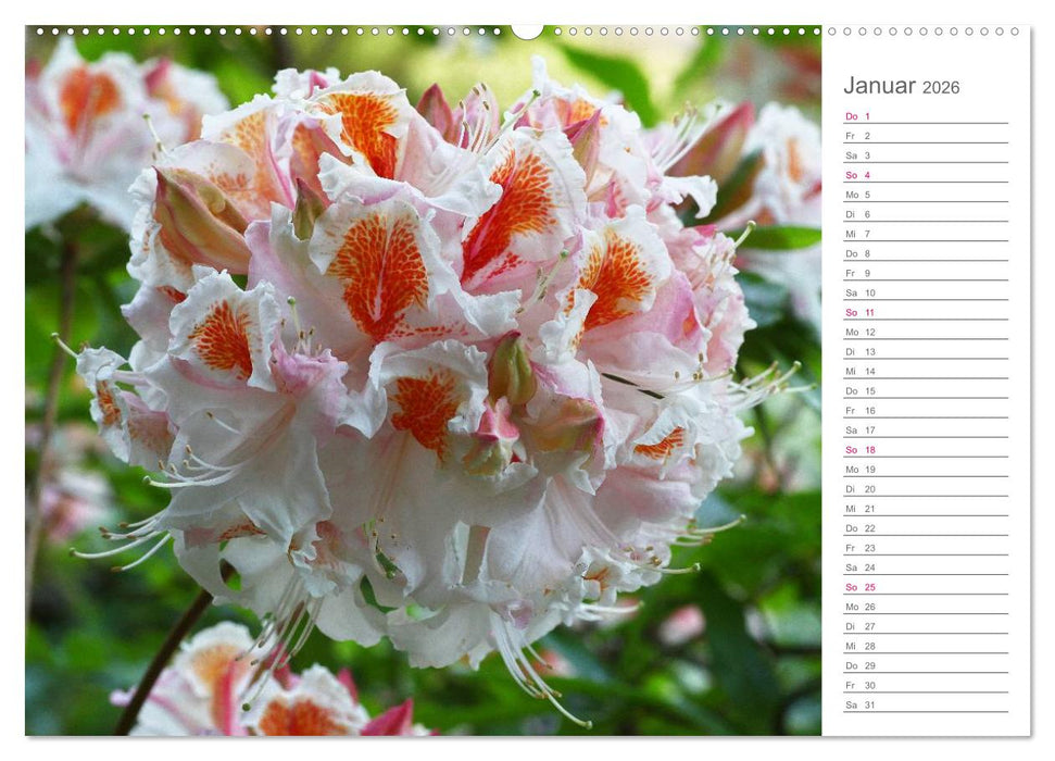 Rhododendron Schönheiten im Garten (CALVENDO Premium Wandkalender 2026)