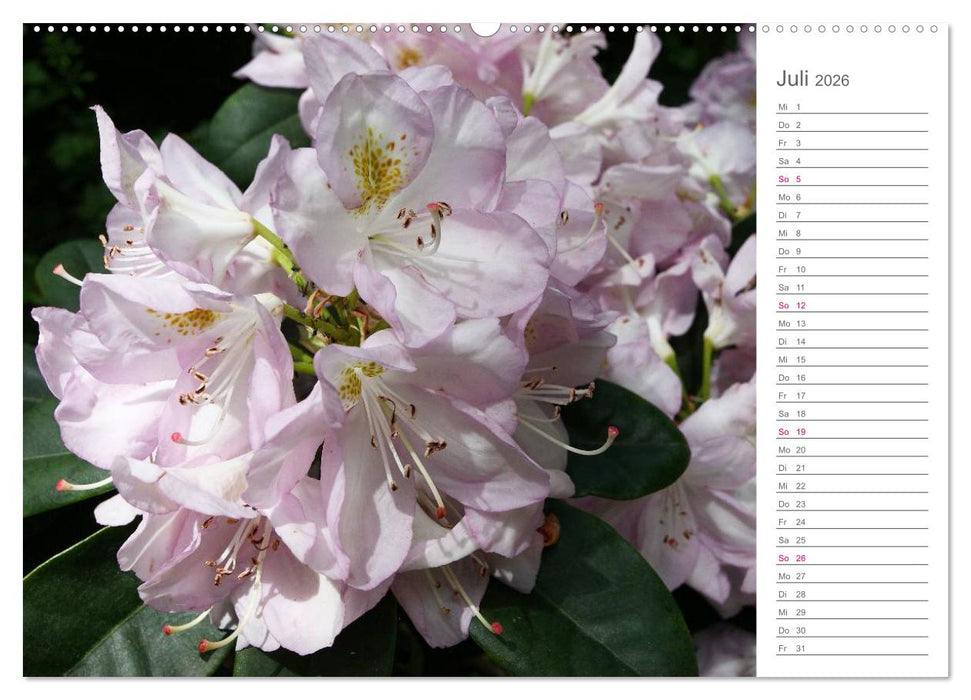 Rhododendron Schönheiten im Garten (CALVENDO Premium Wandkalender 2026)