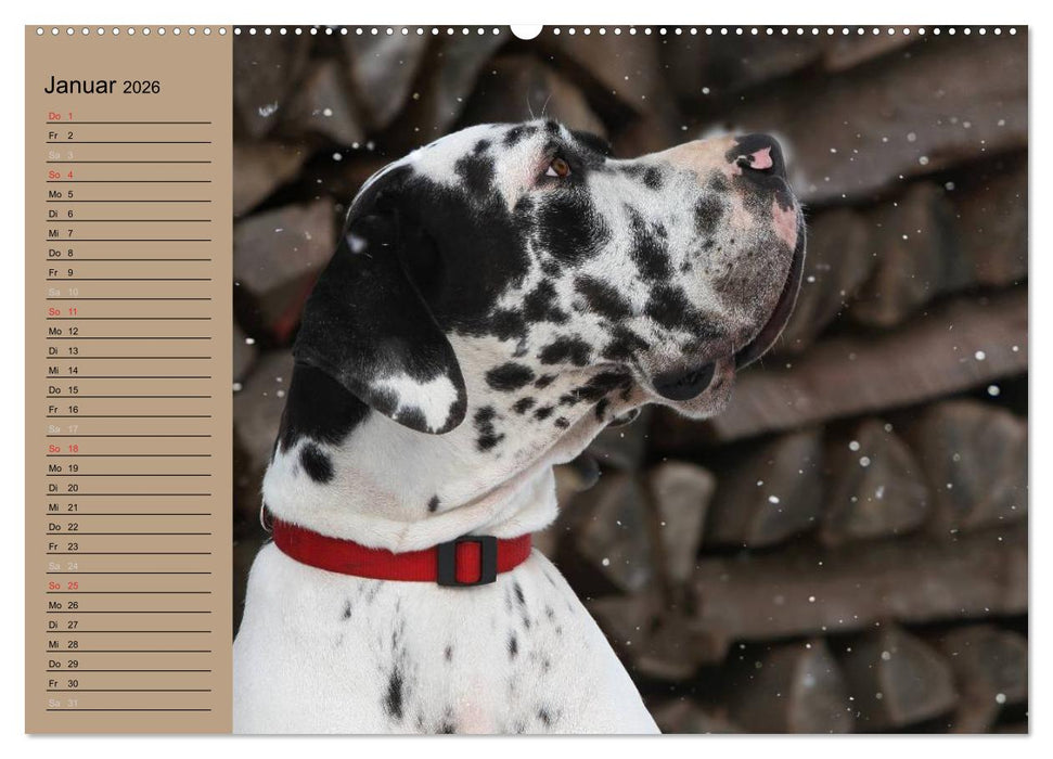 Deutsche Doggen - Sanfte Riesen (CALVENDO Premium Wandkalender 2026)