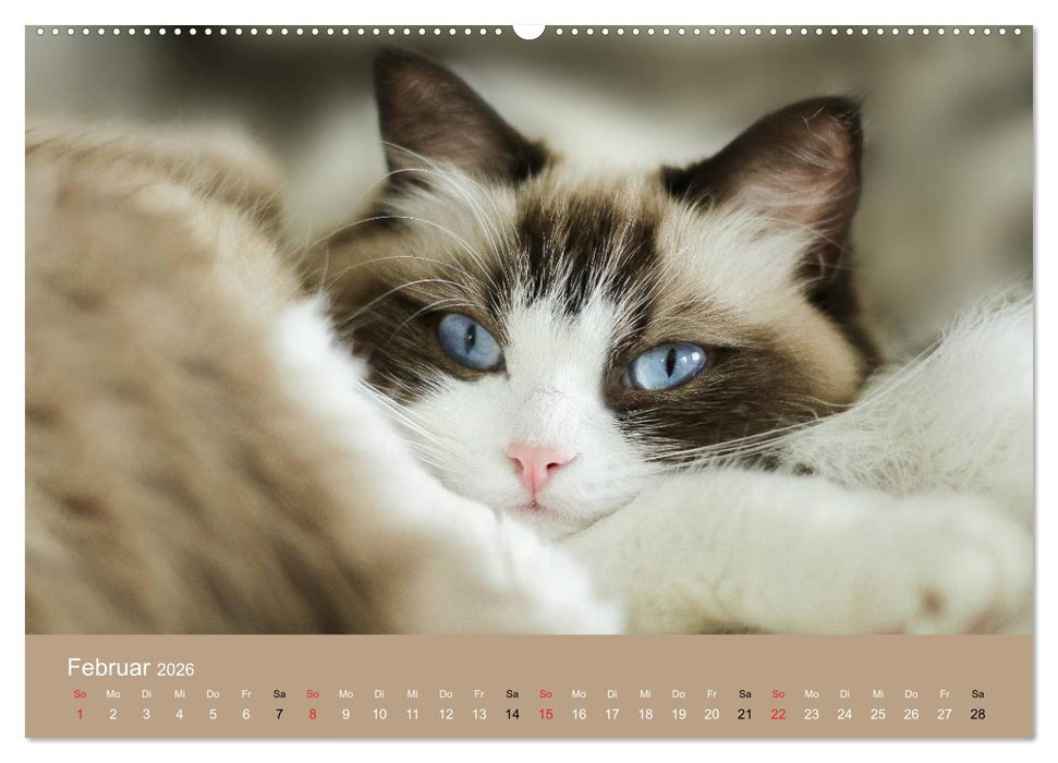 Verliebt in Ragdolls ... die sanfte Katzenrasse (CALVENDO Premium Wandkalender 2026)