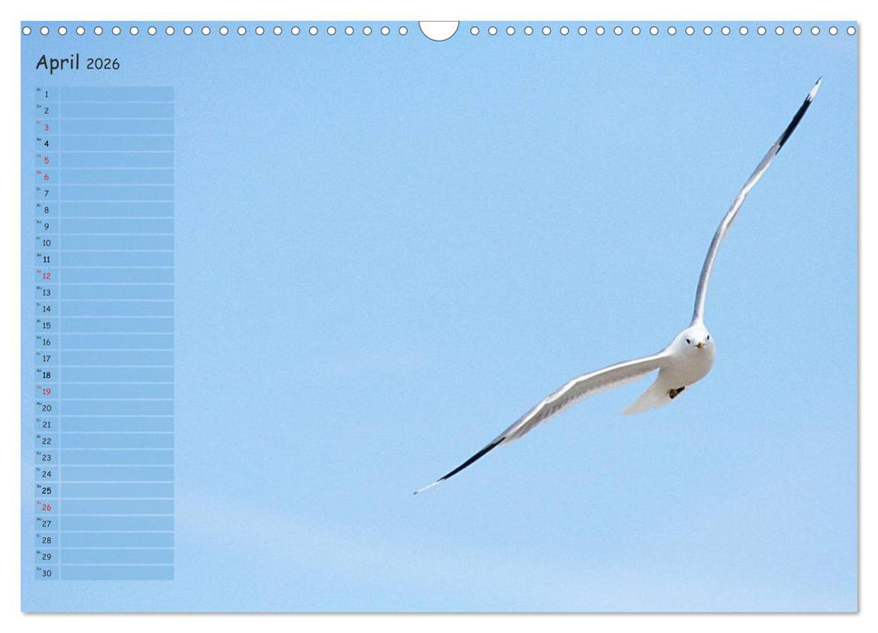 Rund um Kühlungsborn (CALVENDO Wandkalender 2026)