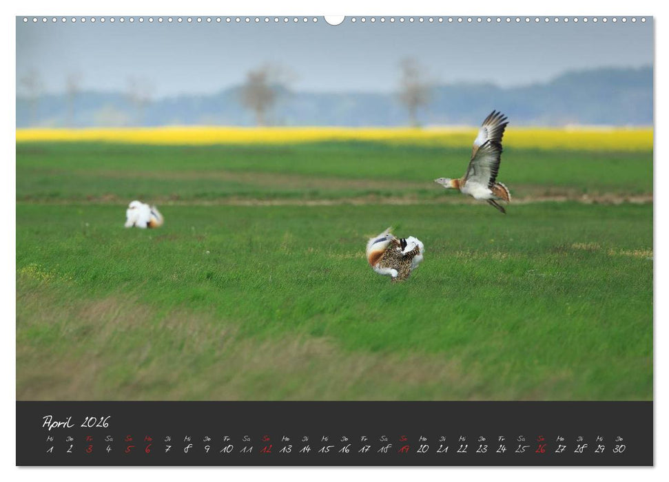 Natur erleben Seewinkel-Neusiedlersee (CALVENDO Premium Wandkalender 2026)