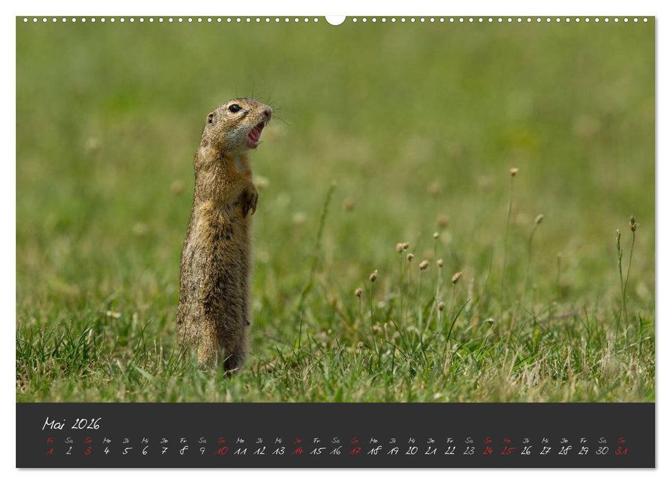 Natur erleben Seewinkel-Neusiedlersee (CALVENDO Premium Wandkalender 2026)