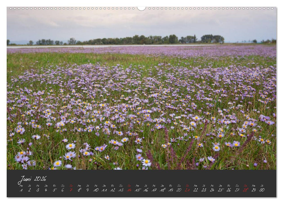 Natur erleben Seewinkel-Neusiedlersee (CALVENDO Premium Wandkalender 2026)