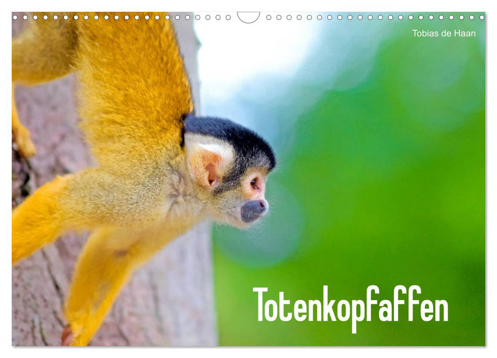 Totenkopfaffen (CALVENDO Wandkalender 2026)