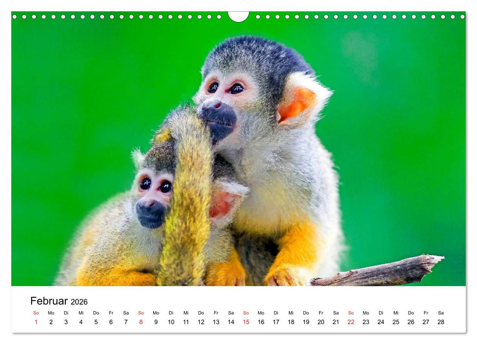 Totenkopfaffen (CALVENDO Wandkalender 2026)