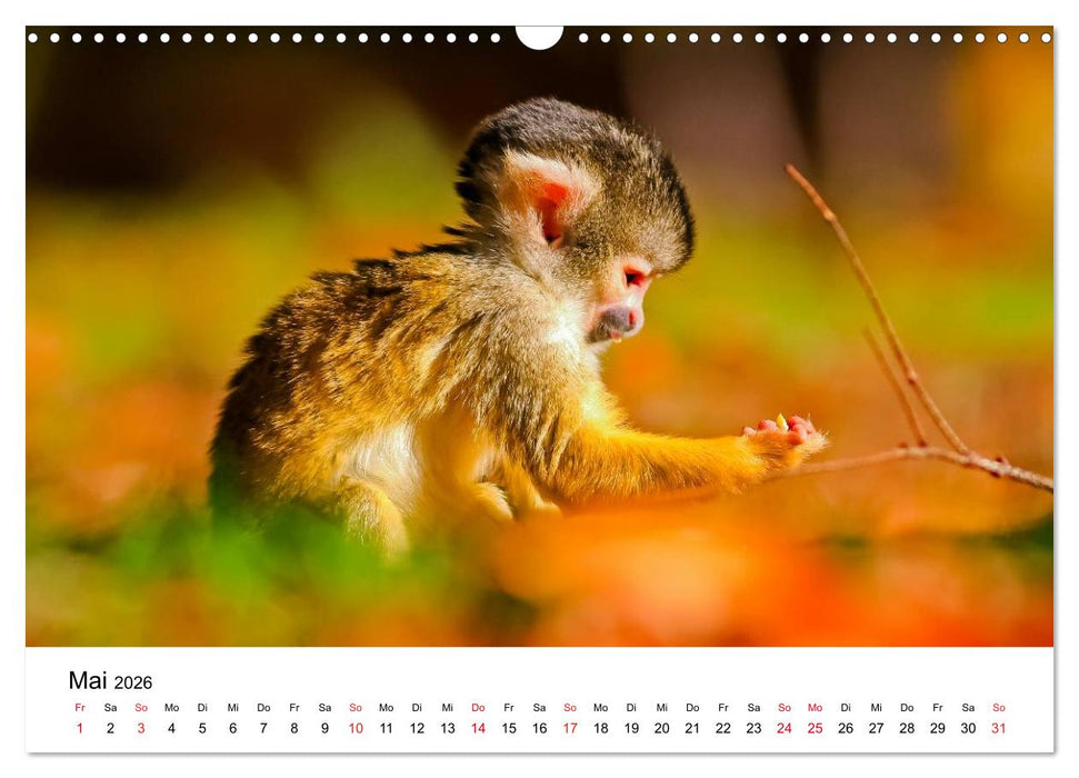 Totenkopfaffen (CALVENDO Wandkalender 2026)