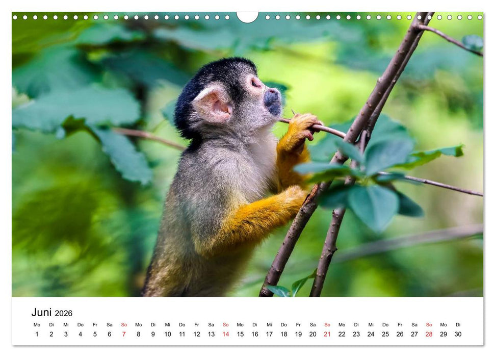 Totenkopfaffen (CALVENDO Wandkalender 2026)