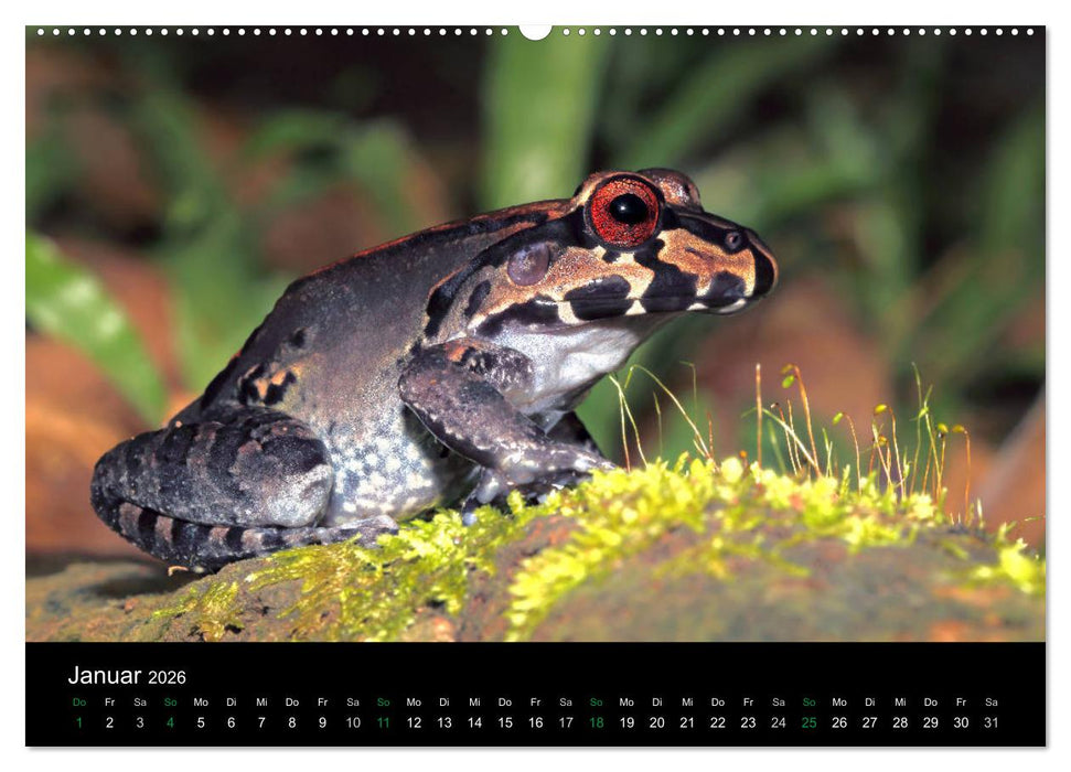 Costa Rica - Faszination Frösche (CALVENDO Wandkalender 2026)