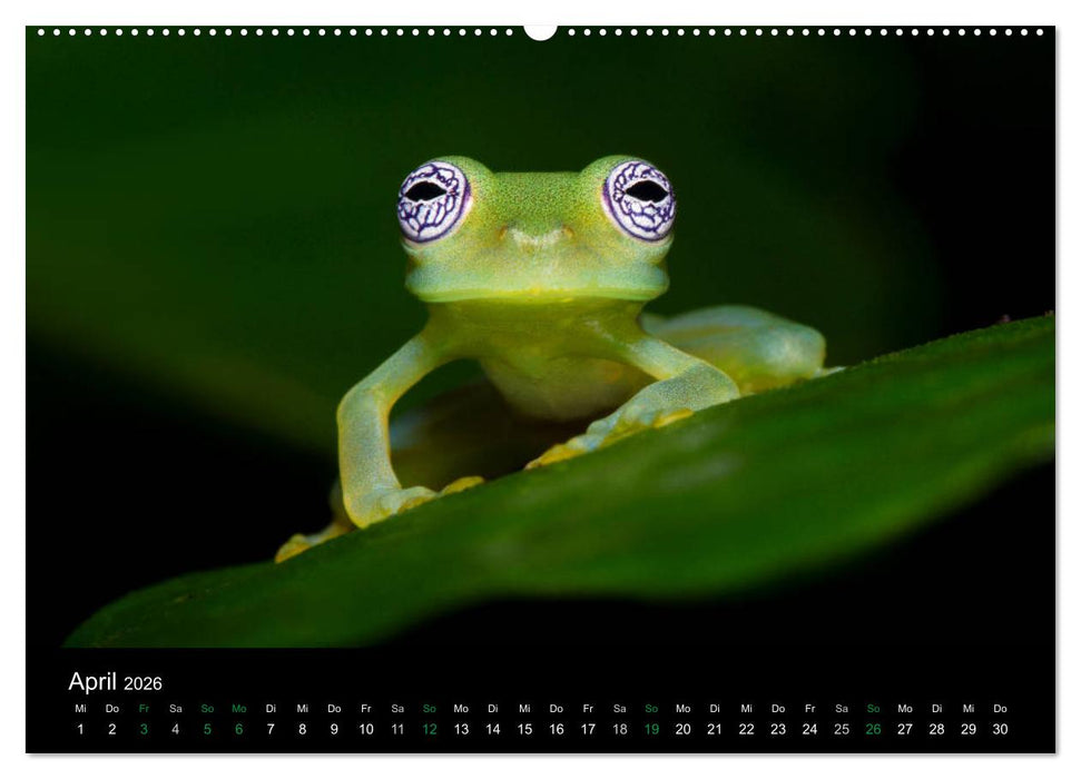 Costa Rica - Faszination Frösche (CALVENDO Wandkalender 2026)
