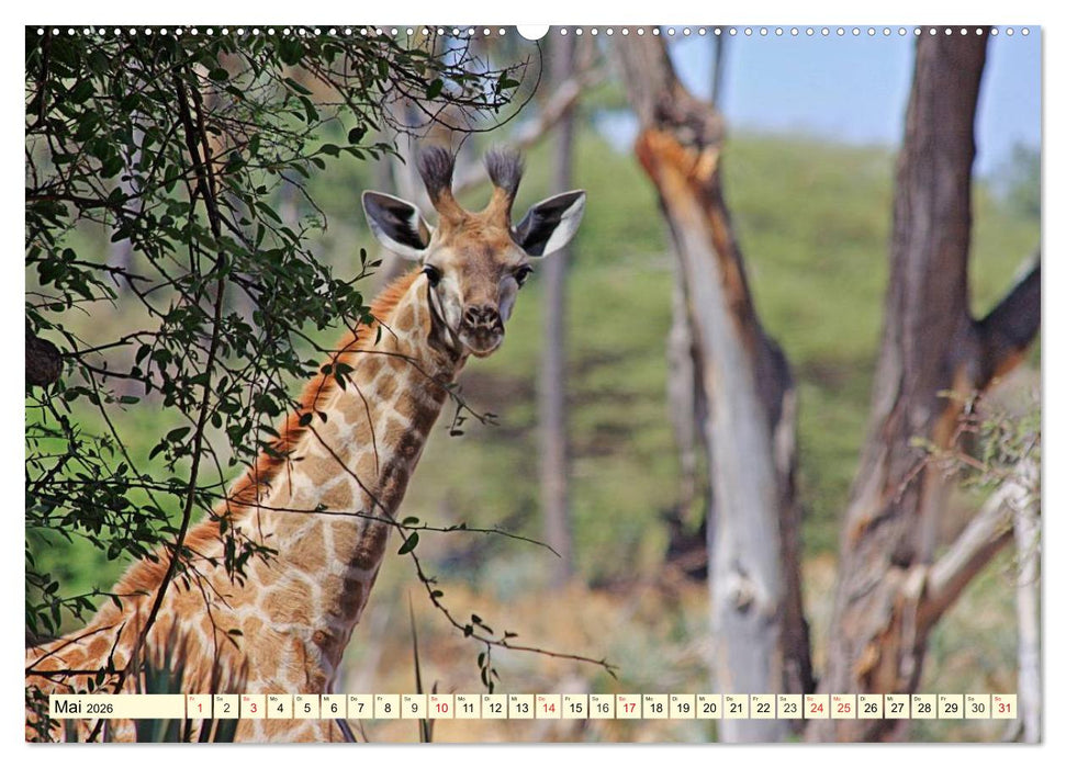 Wildes Leben in Botswana (CALVENDO Wandkalender 2026)