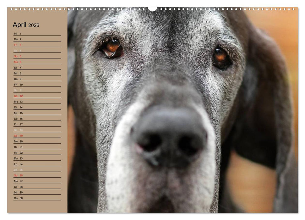 Deutsche Doggen - Sanfte Riesen (CALVENDO Wandkalender 2026)