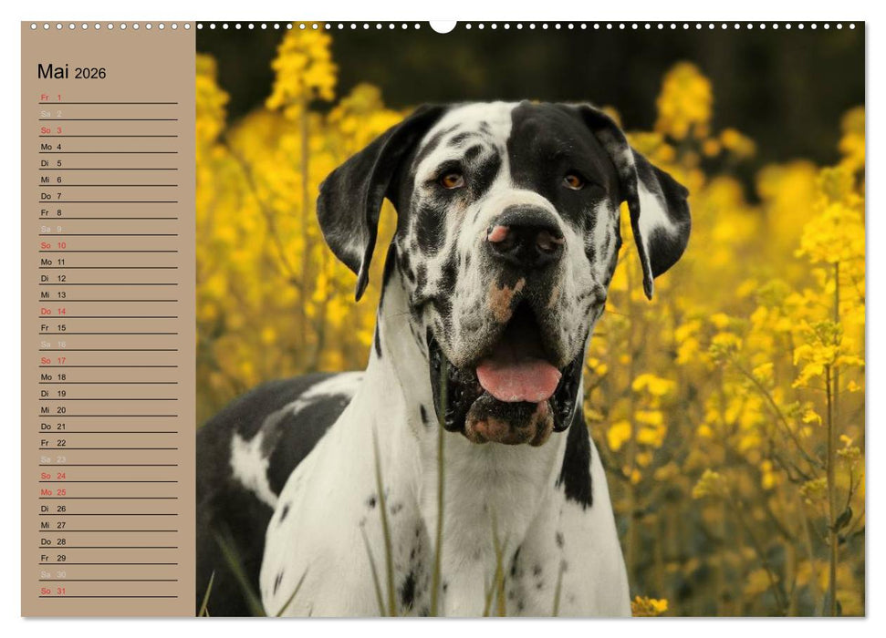 Deutsche Doggen - Sanfte Riesen (CALVENDO Wandkalender 2026)
