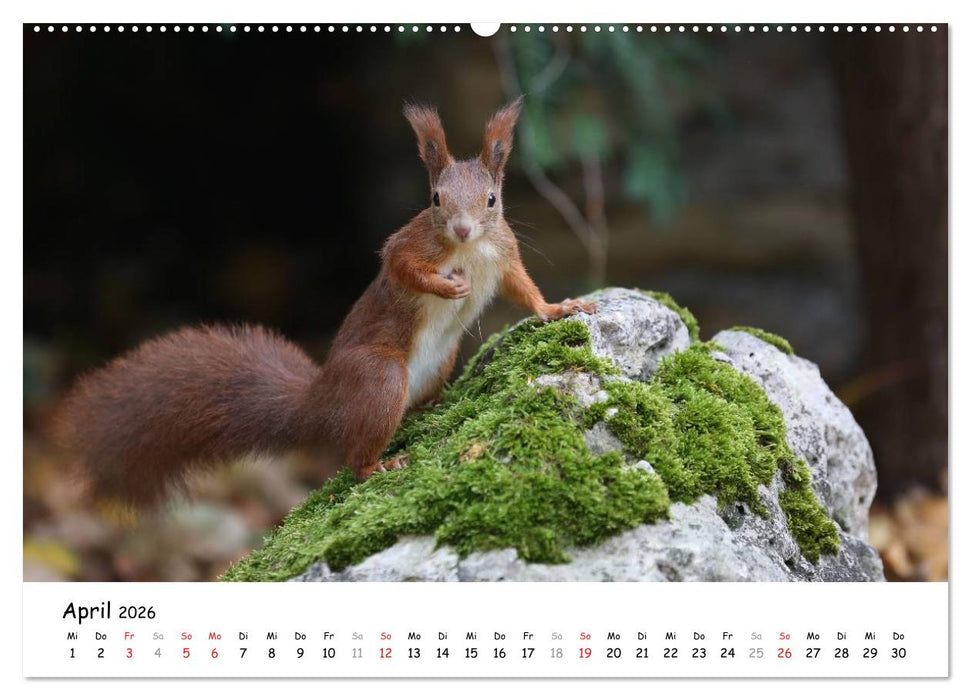 Unsere Eichhörnchen in Bayern (CALVENDO Premium Wandkalender 2026)