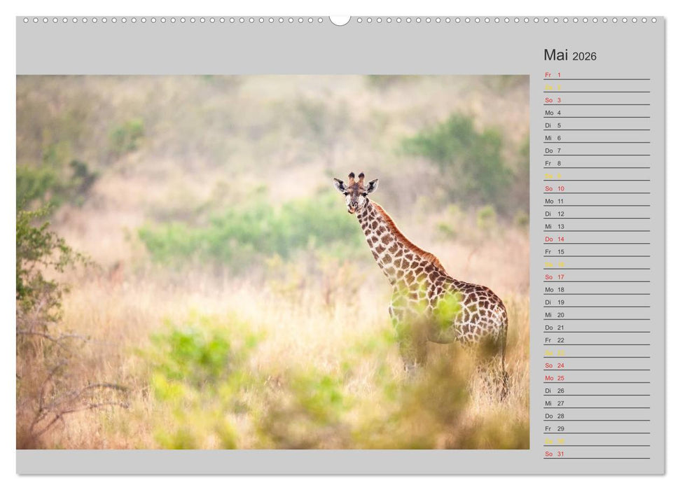 Twigas - Giraffen (CALVENDO Premium Wandkalender 2026)
