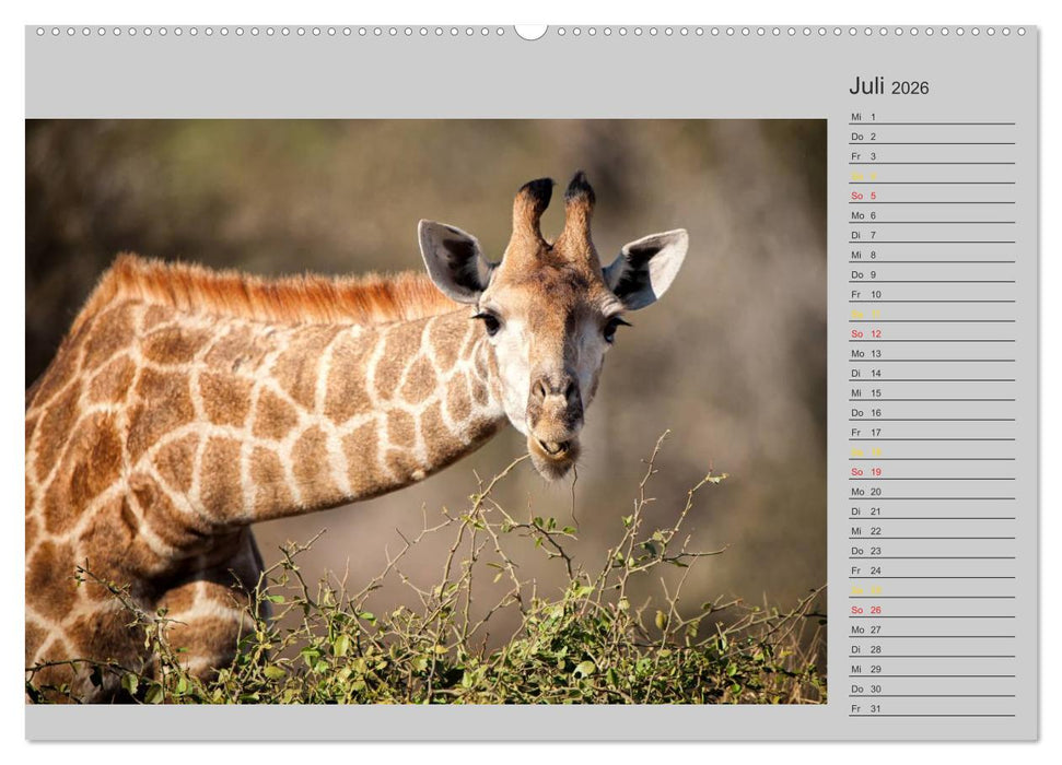 Twigas - Giraffen (CALVENDO Premium Wandkalender 2026)