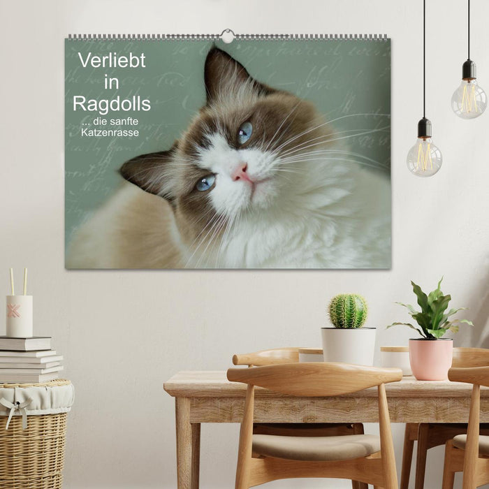 Verliebt in Ragdolls ... die sanfte Katzenrasse (CALVENDO Wandkalender 2026)
